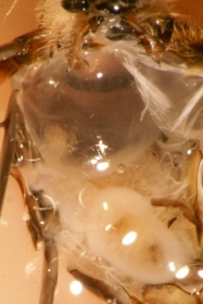 Gefüllte Honigblase der Honigbiene